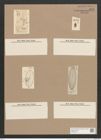 Navicula smithii Breb. (de-Toni-Nr.: Genus 1, Species 289) Zeichnungen Sammlung Grunow Nr. 644 (NHMW-BOT-W0367012)